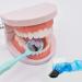 Dental Teeth Model with Dentures & Toothbrush | Educational Prosthesis Model for Kids | Best Dental Teaching Tools & Study Supplies - Buy Online on GoSupps.com