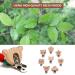 8-Pack Wooden Pacifier Clips - Durable Stylish Baby Pacifier Holders for International Shipping - Buy Online on GoSupps.com