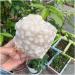 Original Natural Stone Feng Shui Home Decor Rock Crystal Cluster - Buy Online on GoSupps.com