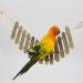 Wooden Bird Ladder Toys for Small to Medium Birds Large Swing Climbing Toy for Parakeets Canaries & More - Buy Online on GoSupps.com