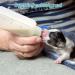 Maval 60ml Silicone Baby Bottle for Pets - Durable Milk Feeder for Puppies & Kittens with Nipple Brush Set - Buy Online on GoSupps.com
