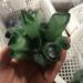 Room Decoration Green Ghost Phantom Quartz Crystal Cluster Rock Stones Crystals Specimen Minerals NaturalReiki Decoration 400-500g - Buy Online on GoSupps.com
