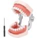 Typodontic Denture Model with Removable Teeth - Dental Anatomy Tool for Oral Practice & Preparation | 28 Tooth Simulation - Buy Online on GoSupps.com
