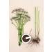 Organic Valerian Root - 50g | Valeriana Officinalis L | Herbal Heliotrope Setwall | Herba Organica - Buy Online on GoSupps.com