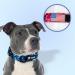 Shop Tspro Premium Camo Dog Collar - Adjustable Thick Durable with Quick Lock Metal Buckle for Small to Large Dogs | Camo Blue Size L (42.5cm-65cm) - Buy Online on GoSupps.com