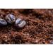 Nescaf Frapp 8 Pack Can - 2200g | International Shipping | Premium Coffee Experience - Buy Online on GoSupps.com