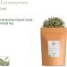Lemon Grass Organic Herbal Tea - Lemony Sweetness - Lemongrass from Asia - Citronella 350g - Buy Online on GoSupps.com