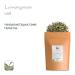Organic Lemongrass Tea | 100g Dried Herbal Citronella | Premium Quality Herbal Tea for International Shipping - Buy Online on GoSupps.com