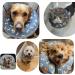 Inflatable Dog Elizabethan Collar for Big Dogs - Soft Recovery Pillow for Wound Healing - Gray, Neck Sizes 13.5-15.5 & 13.4-17 Inches - Buy Online on GoSupps.com