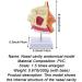 BuTkus Nasal Cavity Model - Human Anatomy with Digital Labels and Base - Learn & Understand Nasal Structure - Buy Online on GoSupps.com
