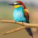 Premium Nature Birds Set: 4 Essential Accessories for Bird Cages - Pencil Bars & Percussion Rods for Budgies & Canaries - Buy Online on GoSupps.com