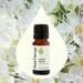 Plant Therapy Lemon Myrtle Essential Oil 10 mL (1/3 oz) 100% Pure Undiluted Aromatherapy for Immune Support Deodorizing and Mood Boosting - Buy Online on GoSupps.com