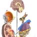 Diabetes Model Set Diabetes ICal Model Human Organ Coronary Artery Thrombosis Model Arteriosclerosis in Vitro - Buy Online on GoSupps.com