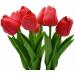 5x Tulip Bulbs Mixed Tulip Bulbs Cold Hardy Spring Flowers Double Flower - Buy Online on GoSupps.com