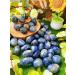 Blue Sodalite Crystal Stones - Natural Irregular Tumbled Stones 100g - Reiki Energy Palm Stones & Decorative Vase Filler - Buy Online on GoSupps.com