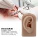 Silicone Right Ear Model for Piercing Training and Earrings Display (Brown) | Soft & Flexible Reusable Human Ear - Buy Online on GoSupps.com
