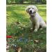 Dog Tie Out Cable and Stake 30ft Outside Dog Leash & Chain for Camping and Yard 16'' Heavy Duty Anti Rust Spiral Stake for Medium-Large Dogs Up to 125 lbs (30FT Blue) - Buy Online on GoSupps.com