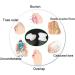 PEDIMEND Silicone Gel Toe Spreader for Bunion Treatment & Bunion Pain Relief - Prevent Painful Rubbing - Crooked Toe Cushion - Feet Care Thumb Bone Tool - Unisex - Foot Care (3PAIRS - 6PCS) - Buy Online on GoSupps.com