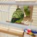 HANZE Bird Mirror and Swing Set for Parrots - Wooden Toy for Macaws, Lovebirds, Cockatiels - 2 Pack - Buy Online on GoSupps.com