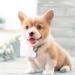 Shop Pawaii: Personalized Dog & Cat Brands QR Code Address Tags Noiseless Wear-Resistant Silicone for Dogs - Buy Online on GoSupps.com