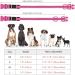 YFbrite Rechargeable LED Dog Collar - Pink Medium | Adjustable Light up Collar for Safety and Visibility at Night | Suitable for Puppy, Small, Medium, Large Dogs - Buy Online on GoSupps.com