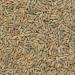 Organic Rye Grain 2kg | Wholefood Earth | GMO Free | Vegan | High Fibre | Certified Organic - Buy Online on GoSupps.com