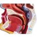Nasal Cavity Throat Anatomical Model Pathological Nasal Pharyngeal Oropharyngeal Longitudinal Section Model - Buy Online on GoSupps.com