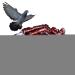 50 Multicolored Aluminum Pigeon & Chicken Leg Rings - Bird Identification Foot Rings & Accessories - Buy Online on GoSupps.com