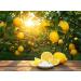 Poudre de vitamine C 10 kg acide ascorbique pur sans additifs hautement dos v g talien et sans g nie g n tique - Buy Online on GoSupps.com