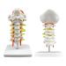 Spinal Nerves Cervical Spine & Occipital & Vertebral Artery Model Spinal Nerve Model Human Cervical Model with Neck Artery Hospital Teaching Model