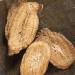 Dried Burdock Root Arctium Lappa Root (1000g(35.27oz)) - Buy Online on GoSupps.com