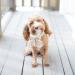 Comfortable Silk Dog Collar with Removable Fly for Small Dogs | Lionet Paws - 25-40cm White - Buy Online on GoSupps.com