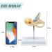 RONTEN Inner Ear Model - 8X Life-Size Medical Anatomy Model - Buy Online on GoSupps.com