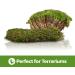 Swell Reptiles Carpet Live Natural Moss Single Pack. For Terrariums And Vivariums Moss Carpet - Buy Online on GoSupps.com