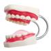 Gljy Dental Clinic Dental Standard model lessons ideal for demonstration of teeth/gum molle/language/toothbrush easy to use and keep