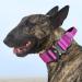 Tspro Premium Dog Collar with Handle - Adjustable Heavy Design Collar with Quick Lock Metal Buckle for Small to Extra Large Dogs - Purple (Size L 47-66cm) - Buy Online on GoSupps.com