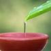 Lida - 100% natural liquid soap of glycerin and aloe vera traditional production - 600 ml - Buy Online on GoSupps.com