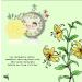 Just Bee Organic Beeswax Lotion Bar (Patchouli Geranium) - 100% Natural & Hand Gathered - Buy Online on GoSupps.com