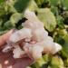 Natural Crystal Rough 70g Natural Zeolite Crystal Raw Crystal Specimen - Buy Online on GoSupps.com