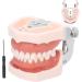 Typodontic Denture Model with Removable Teeth - Dental Anatomy Tool for Oral Practice & Preparation | 28 Tooth Simulation - Buy Online on GoSupps.com