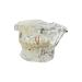 Buy Youya Transparent Dental Tooth Model for Dentists | Removable Pathological Teaching Model | International Shipping Available - Buy Online on GoSupps.com