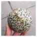 Ornament Natural Stone Sphere Dalmatian Jasper Crystal Quartz Ball for Gift for Decoration Gift Decoration feng Shui 1pc (Color : 1pc 60mm)