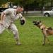 ECOSCO Dog Bite Training Dog Bite Sleeve for Large Dog Training Full Arm Protection Biting Sleeve Training Suit Arm Guard Protection Cover with Handle Both Left and Right Hand (4-Black Border) - Buy Online on GoSupps.com