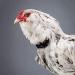 Shop Hahn Noisy-Free Adjustable Chicken Neck Straps | Velcro Fasteners to Keep Chickens Calm & Quiet - Buy Online on GoSupps.com