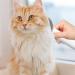 Decorhome Cat Care Brush - Portable Depilatory Tool for Long-Haired Pets | Remove Mats & Nodes Effortlessly - Buy Online on GoSupps.com