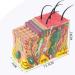 Anatomical Model of The Human Skin Tissue Structure with 35 Times Enlargement - Suitable for Research and Medical Training - Buy Online on GoSupps.com