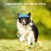 Pawaboo Dog Baseball Caps - Adjustable Pet Hats with Elastic Ear Holes for Sun Protection | Dog Outfits for Small Medium & Large Dogs - Stylish Blue Cap - Buy Online on GoSupps.com