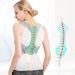 Adjustable Upper Back Brace Straightener Posture Corrector For Student/Adults/Unisex Clavicle Spine Shoulder Support Belt M for Weight 55 - Buy Online on GoSupps.com