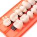 KEDEJIN 28pcs Resin Tooth Model - Durable Dentures & Ergonomic Universal False Teeth for Dental Education - Buy Online on GoSupps.com