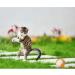 4-Pack Eco-Friendly Sisal Rope Balls for Cats - Interactive Scratch Toys & Pet Play Accessories - Buy Online on GoSupps.com